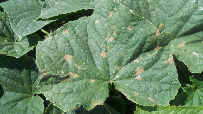 Ржавые пятна на листьях огурцов: причины и способы устранения проблемы