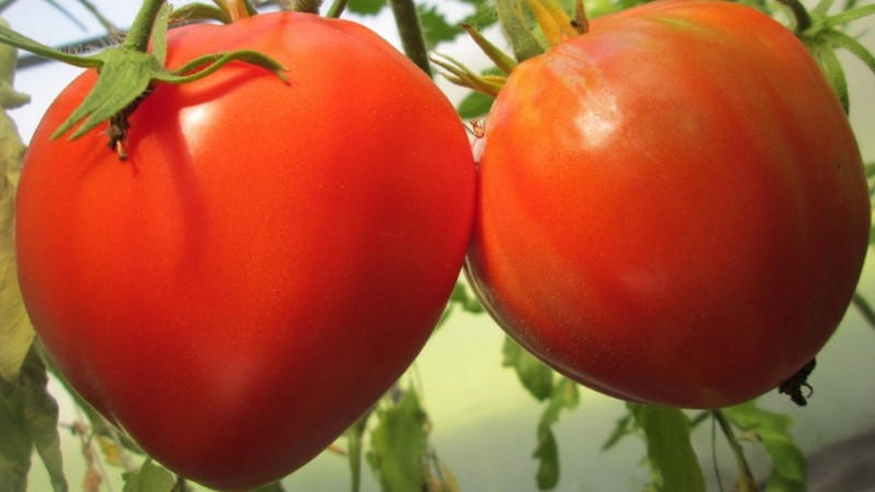Сорт Большая мамочка: низкорослый мясистый томат