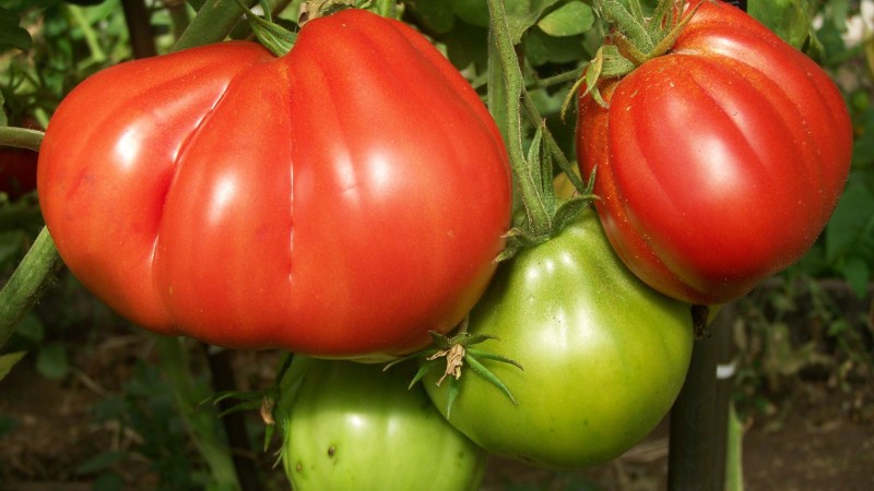 Сто пудов: ребристый томат для любителей экзотики