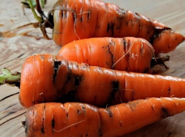 Как защитить морковь от морковной мухи