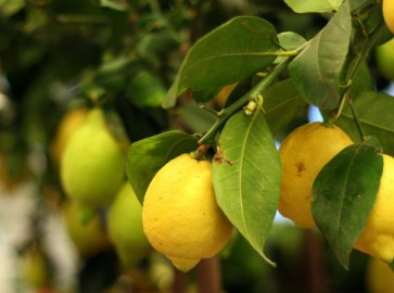 Почему на листьях лимона появляется липкий налет