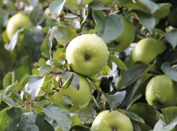 Почему не плодоносит яблоня: причины и что делать 