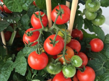 Выращивание томатов зимой на подоконнике