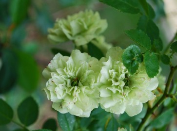 Зеленая роза: характеристика сортов и советы по уходу