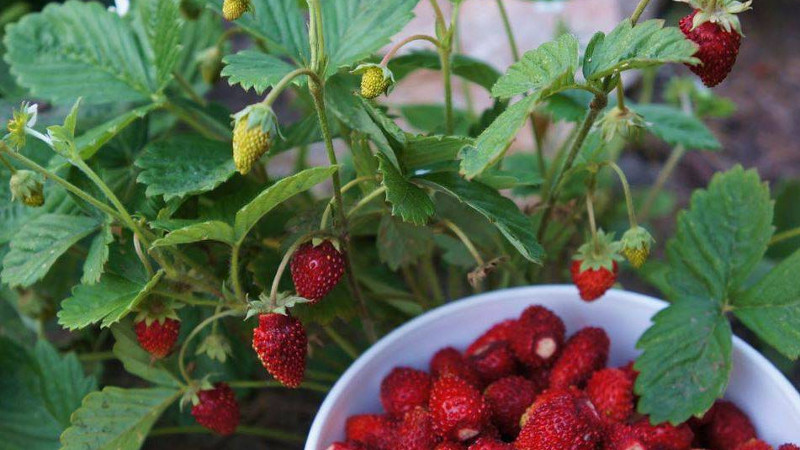 Земляника Александрия