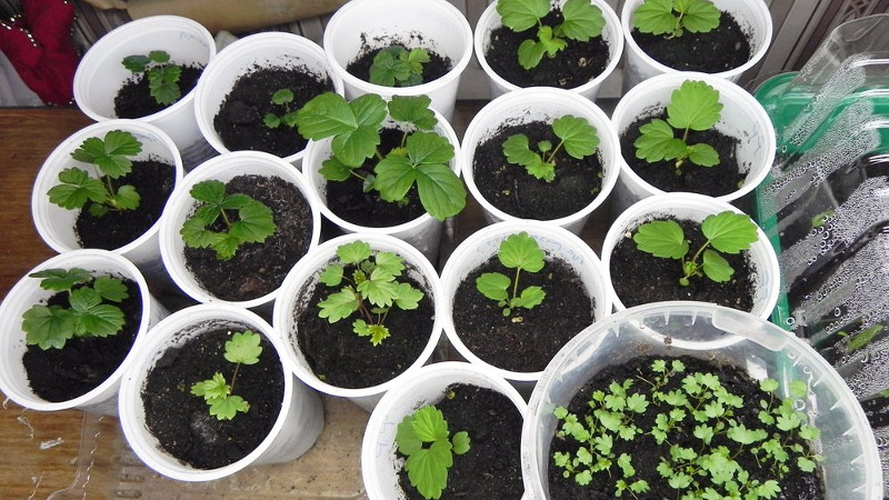 Рассада земляники