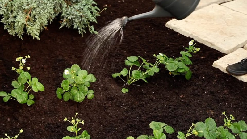 Полив безусой земляники