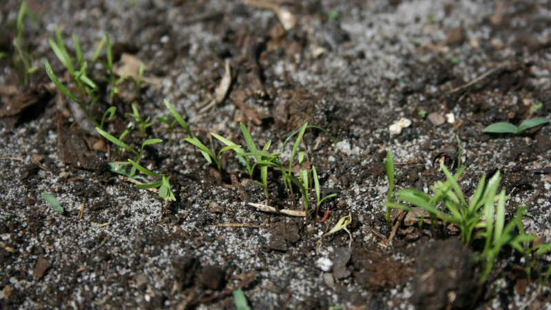 Всходы моркови