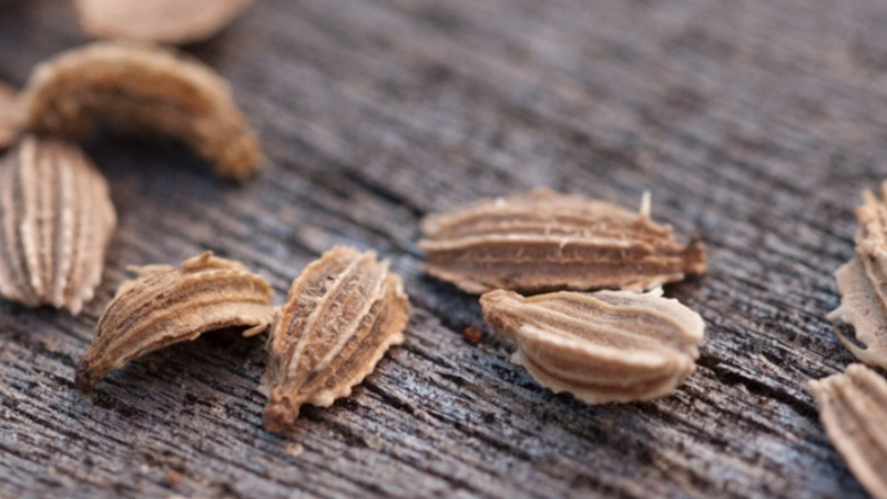 Семена моркови