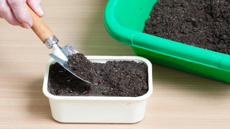 Посев моркови