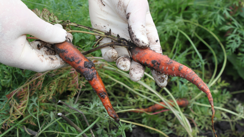 Вредители на морковке
