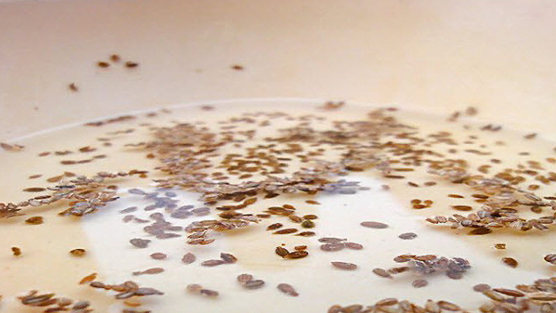 Обработка семян