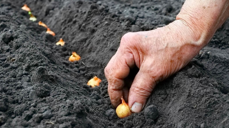 Посадка лука