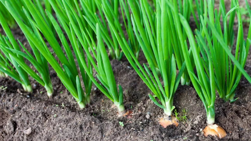 Зеленый лук