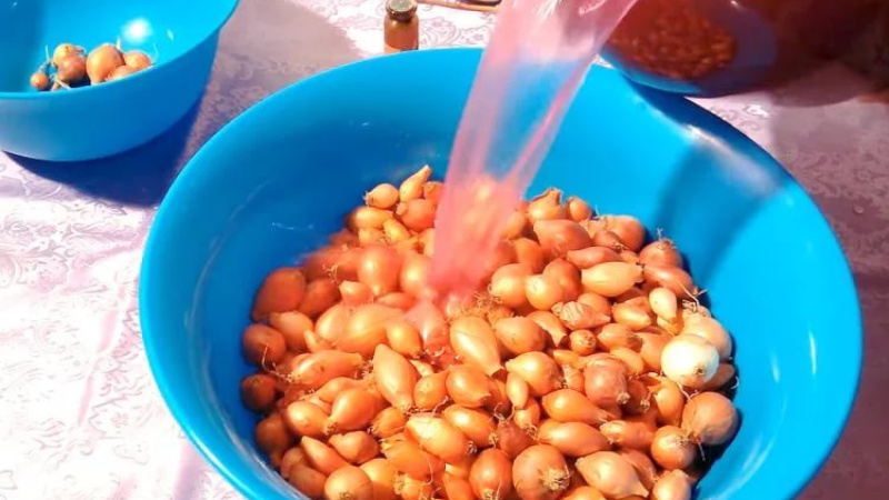 Замачивание севка