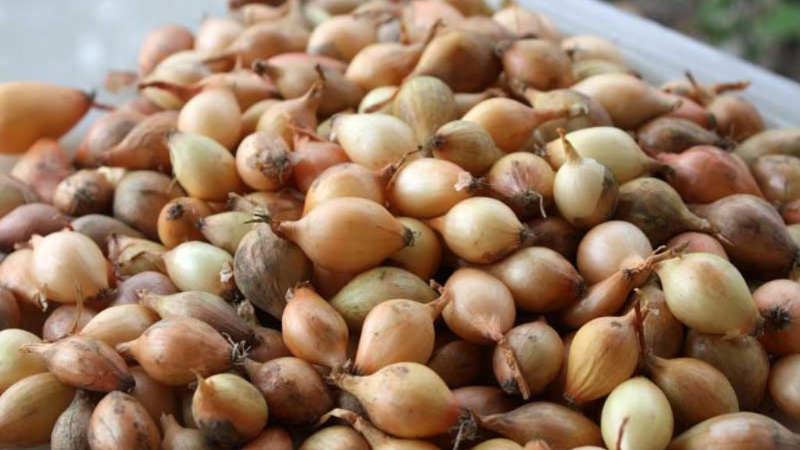 Прогревание лука