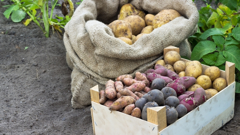 Немытая картошка