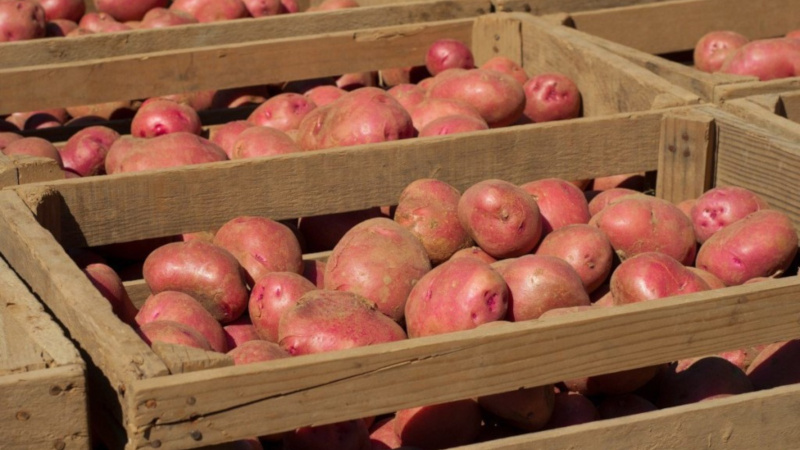 Хранение картошки в ящиках
