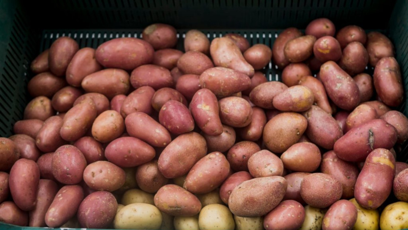 Мытая картошка