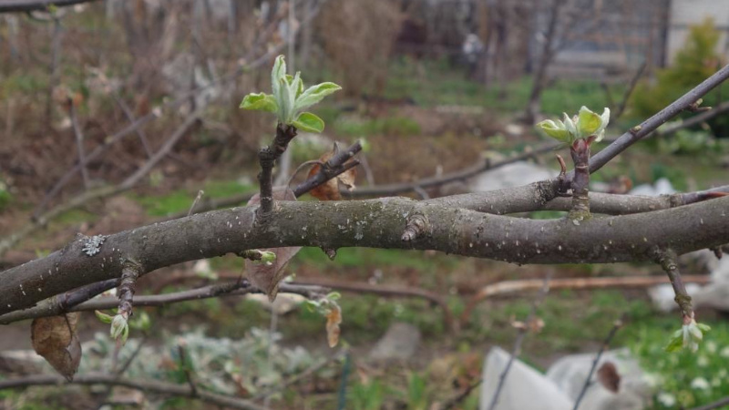 Не распустившиеся листья на яблоне