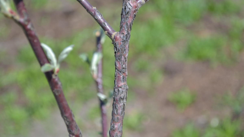 Саженец яблони