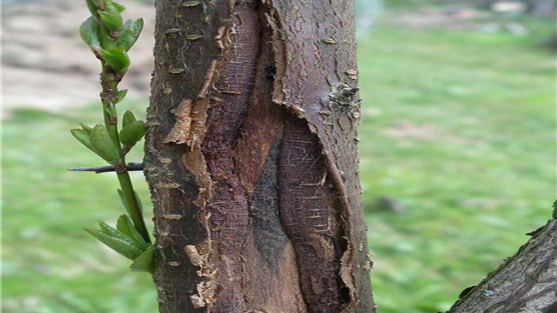 Повреждение коры яблони