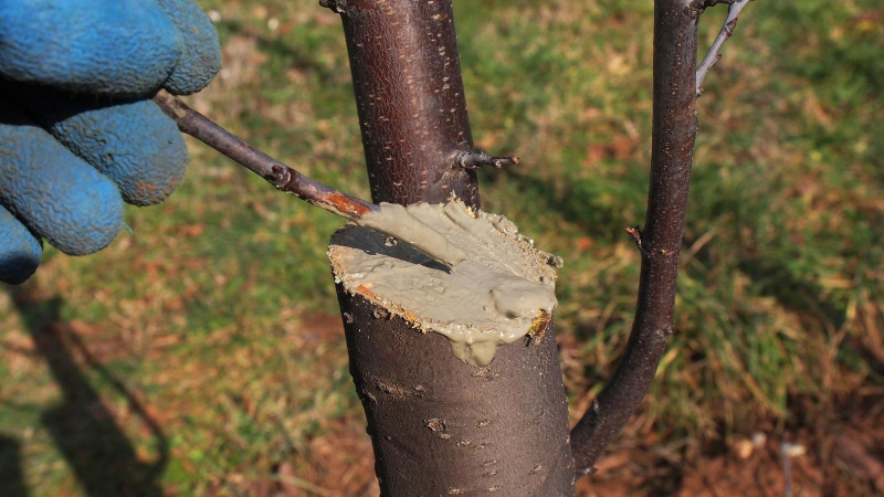 Обработка ствола садовым варом