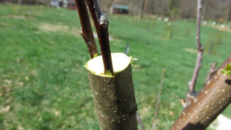 Прививание дички яблоне