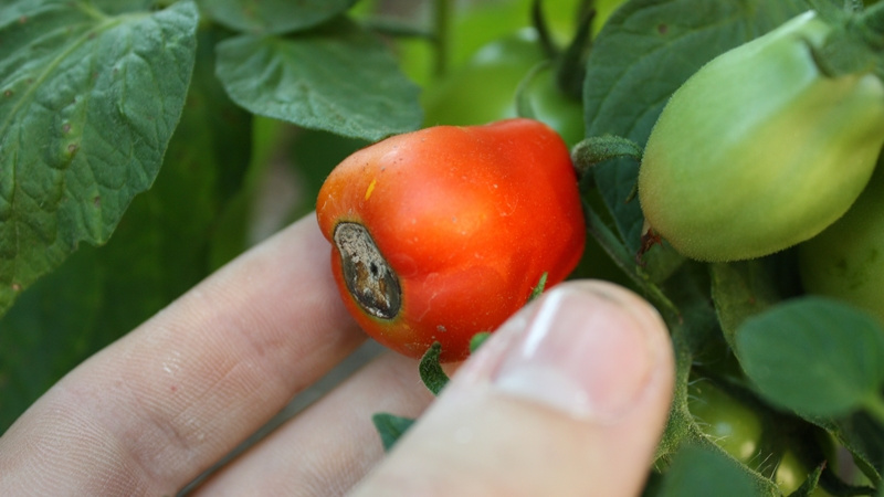 Чернеет помидор