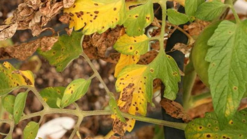 Черные листья на помидоре