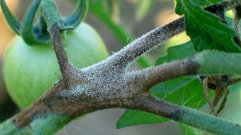 Черный ствол томата