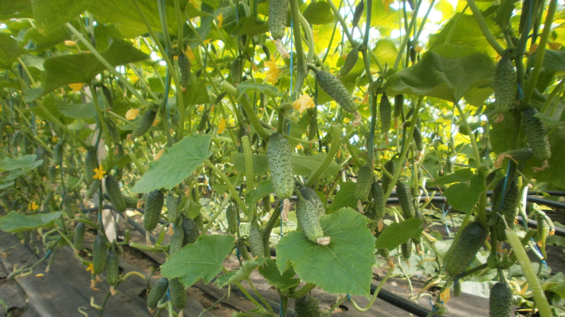 Загущенные посадки