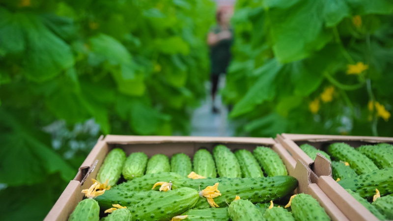 Сбор урожая огурцов