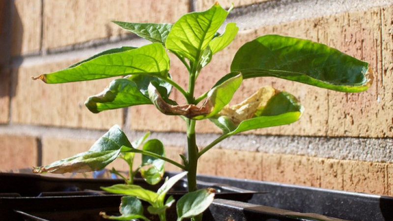 Желтые листья на перце