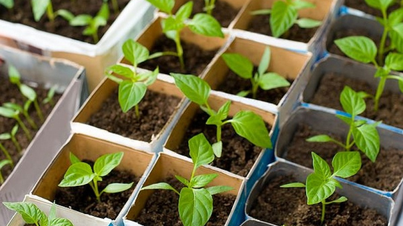 Рассада перца