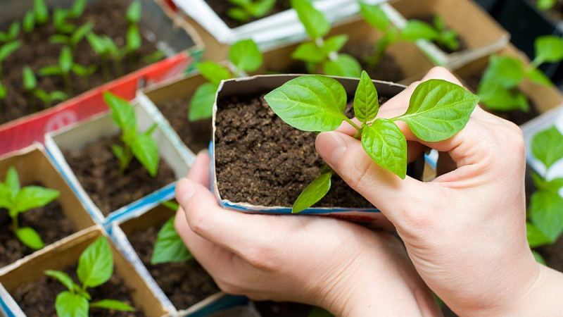 Пикировка перца