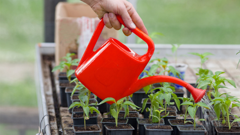 Полив рассады перца