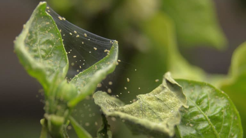 Паутинный клещ на рассаде