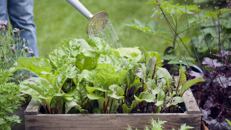 Полив свеклы