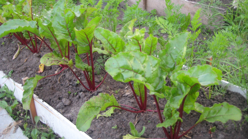 Свекла в грунте