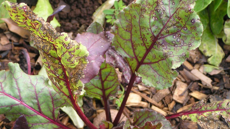 Больные листья свеклы