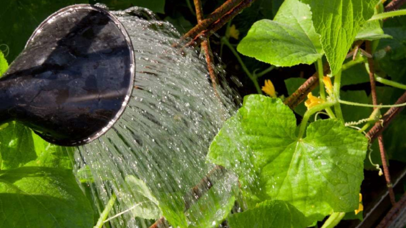 Полив огурцов