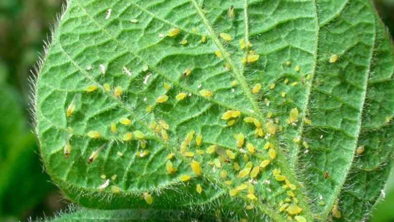 Бахчевая тля на огурцах