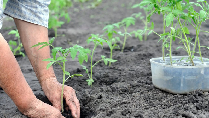 Работа в огороде